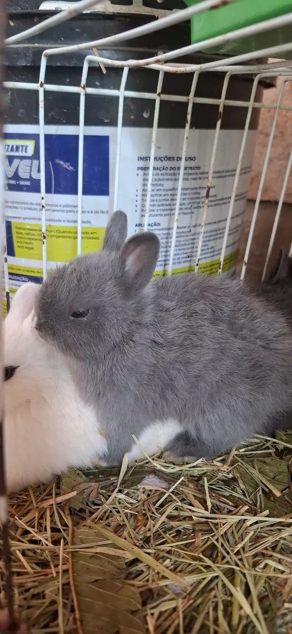 bebê  de mine coelho netherland dwarf fêmeas  - Foto 4