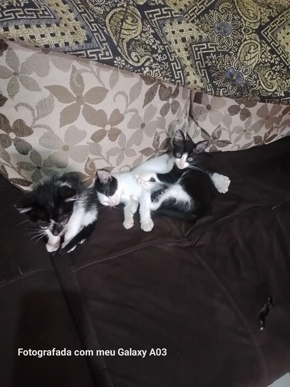 Lindos filhotes de gatos para adoção. Entrego na região norte zap *