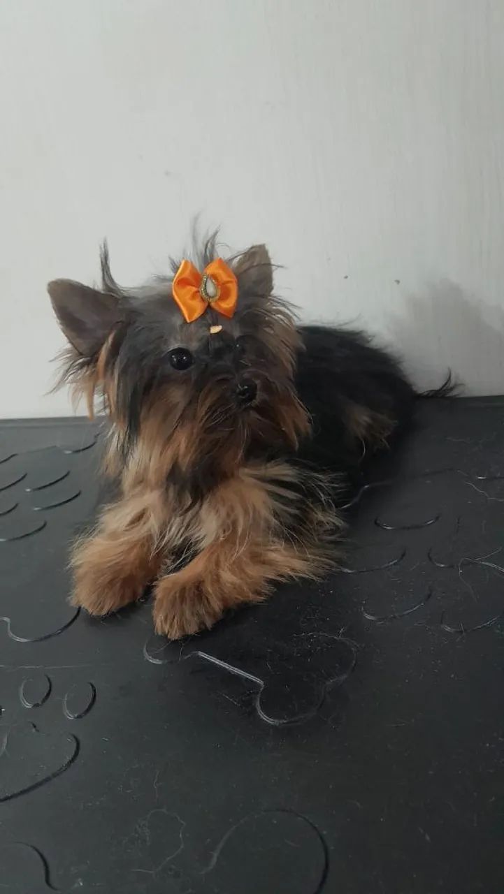  Mini Yorkshire Terrier Fêmea - Foto 2