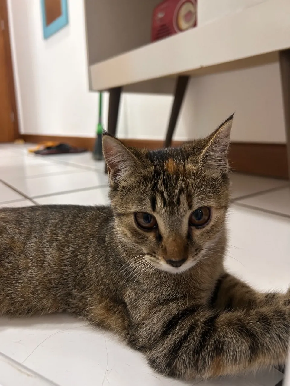 Gatinha para doação