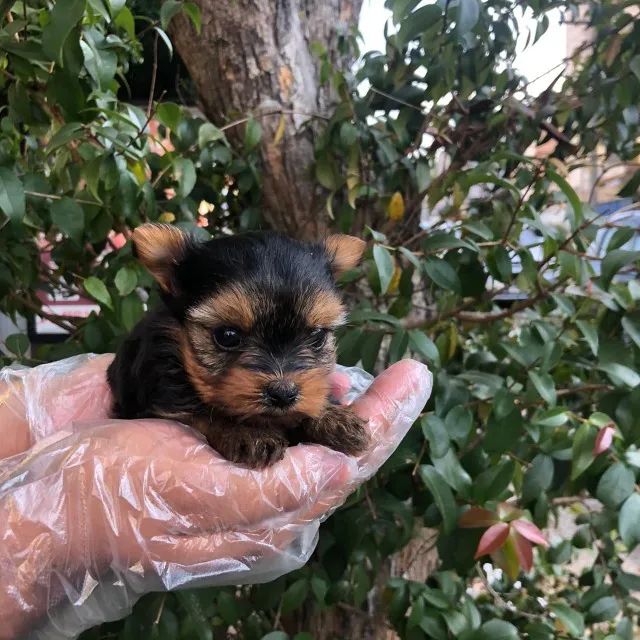 Yorkshire terrier Pacelamento sem juros no cartão.