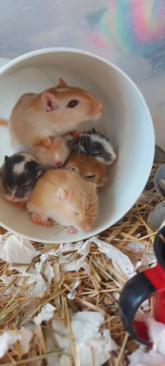 Esquilo da mongólia  GERBIL