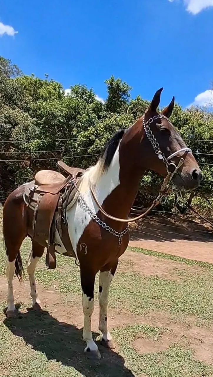 GARANHÃO LUXO (registrado) barato no pix