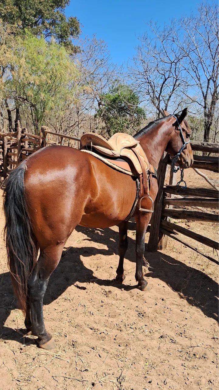 Vendo cavalo meio sangue quarto de milha  mais informações pv * - Foto 3