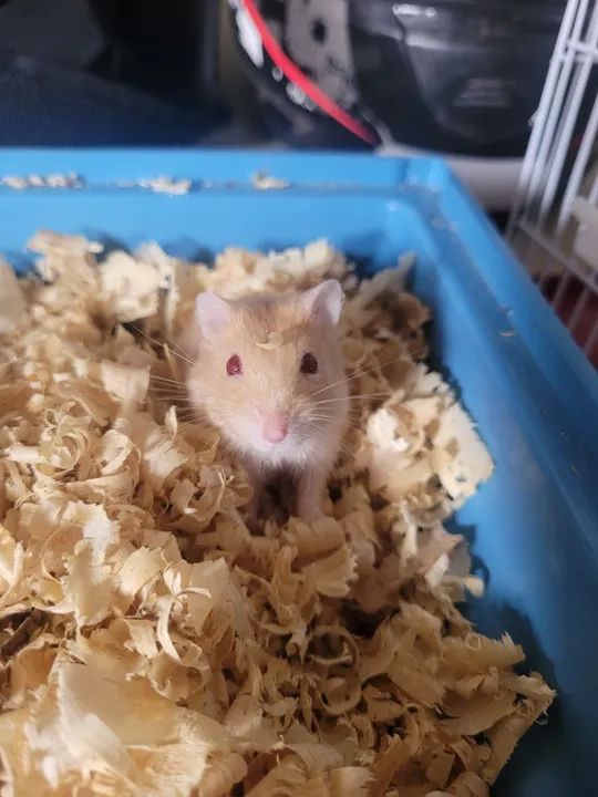 Hamster anão russo dourado +gaiola - Foto 3