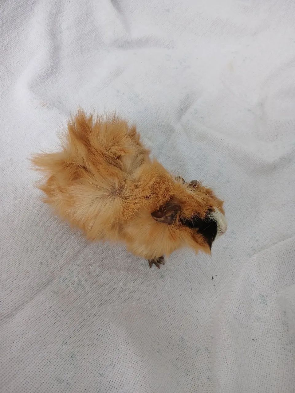 Porquinho da Índia peruano adulto  - Foto 5