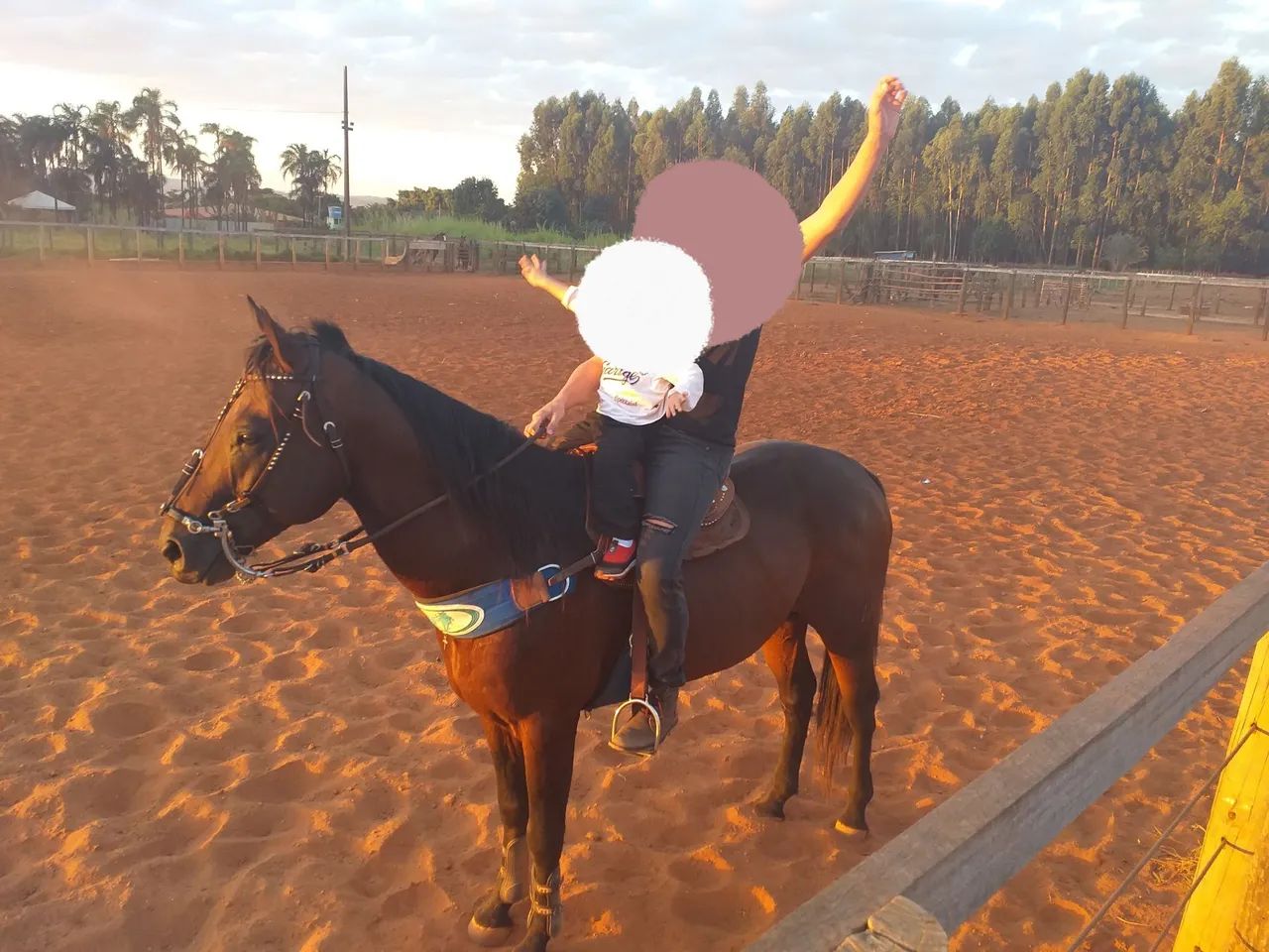 Cavalo Quarto de Milha REGISTRADO!!! - Foto 6