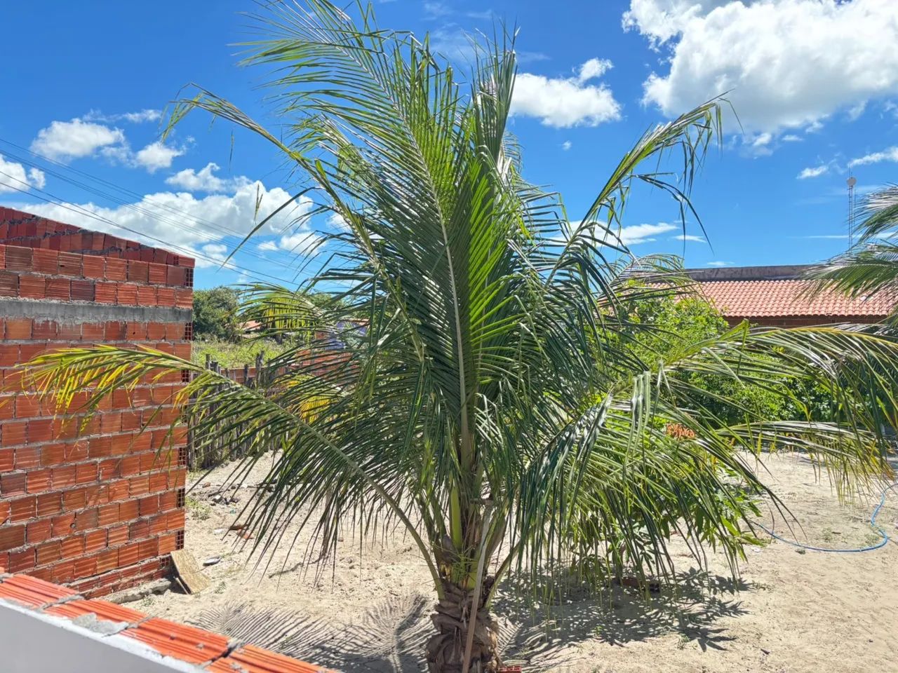 Foto - Cajueiro da Praia - 