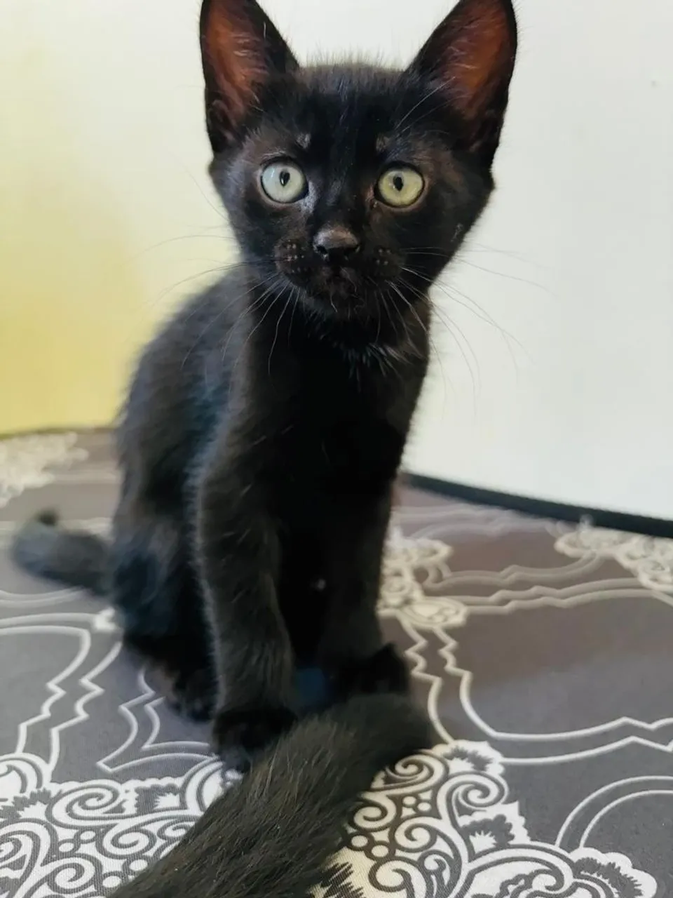 Gatinha para adoção