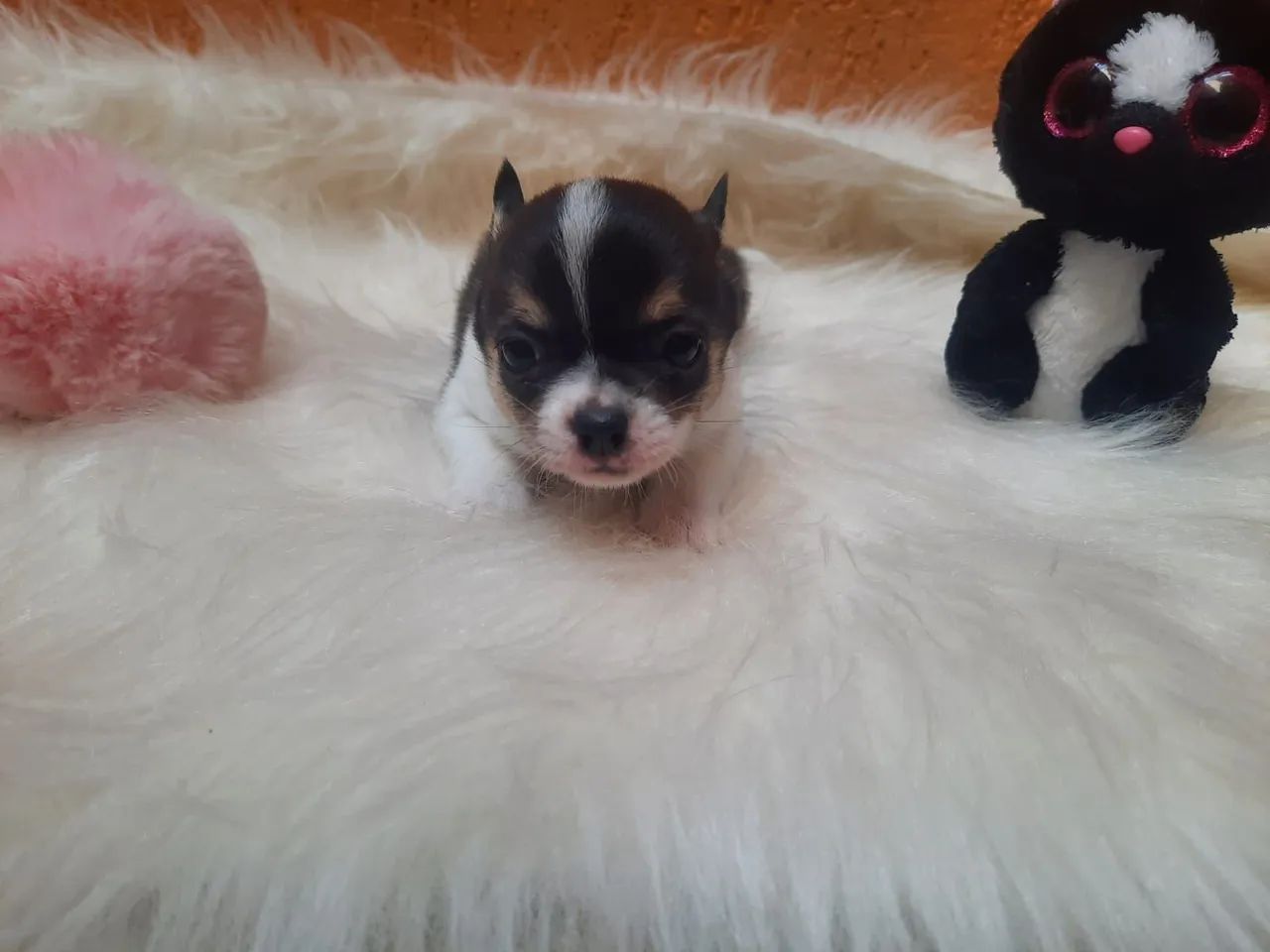 Chihuahua fêmea pelo longo 10x no cartão Linhagem Da Inglaterra  - Foto 4