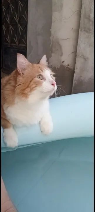 GATOS LINDOS E CARINHOSOS - Foto 6