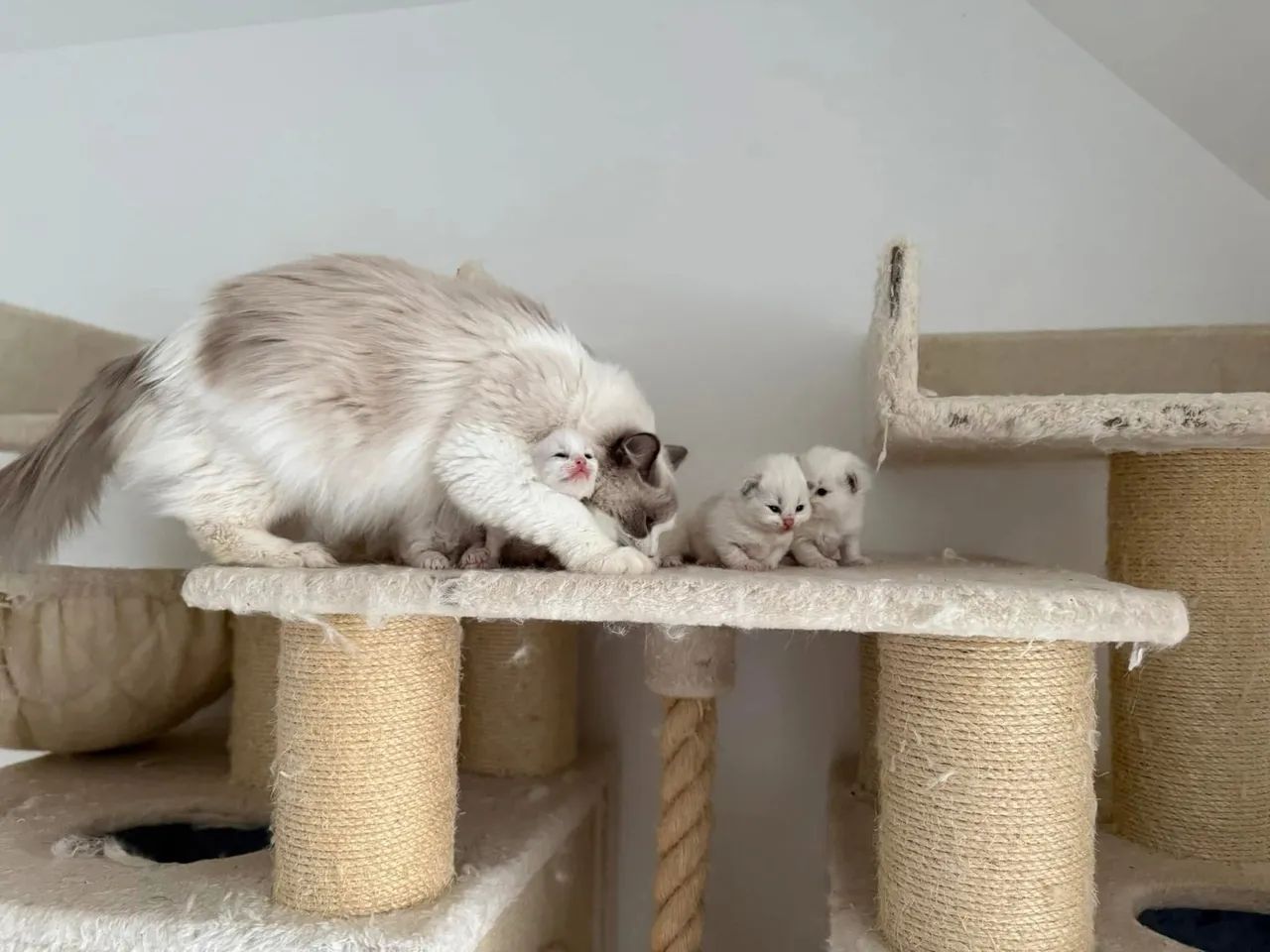 Ragdoll com pedigre  - Foto 4