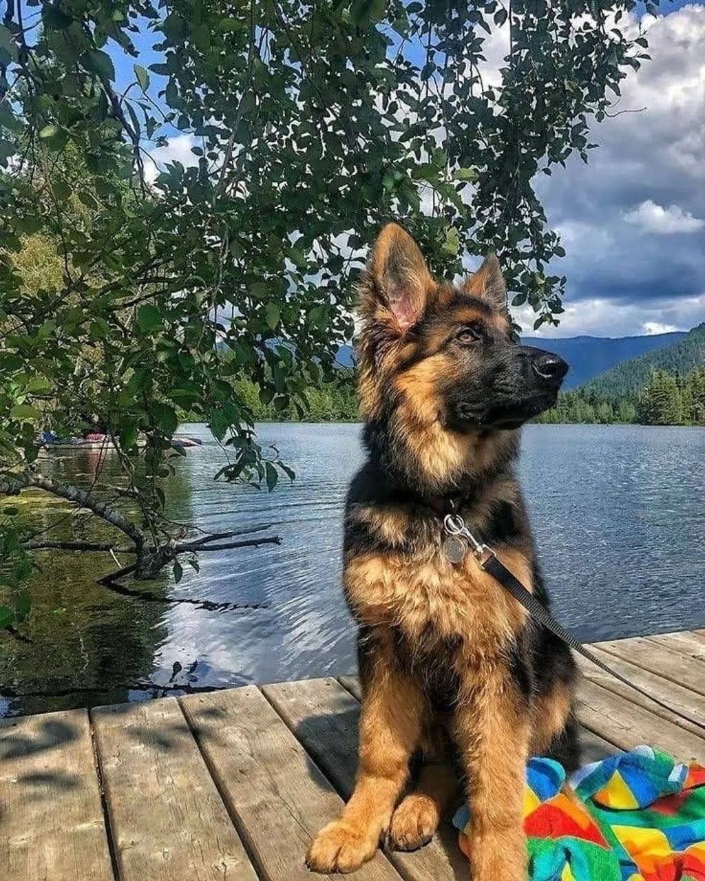 Pastor Alemão - Calmos, E Pronto Para O Novo Lar