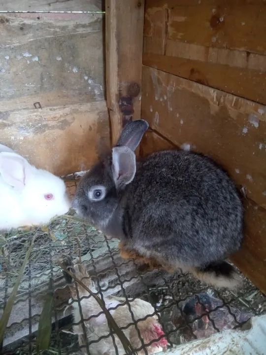 Coelhos fofinhos para vender  - Foto 2