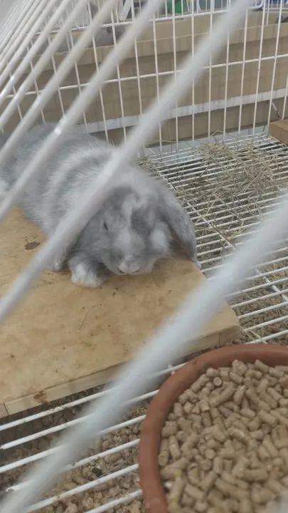 Coelho mini (os das orelhas caidas)  - Foto 3