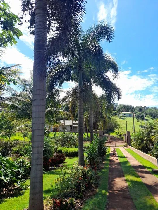 Palmeira Rabo de Raposa.  - Foto 2