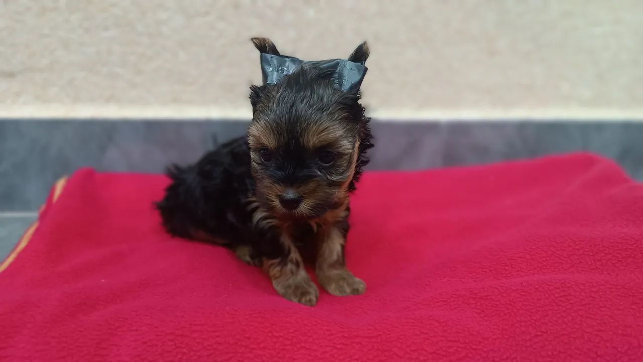 Yorkshire Terrier macho Filhote