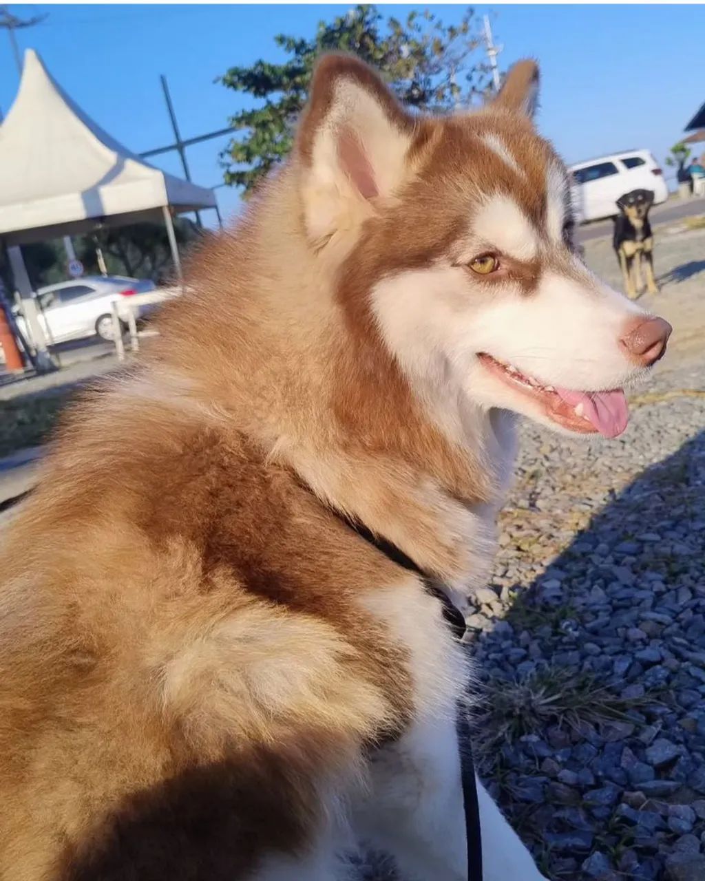 Husky Siberiano - 1 ano e 7 meses fêmea  - Foto 4