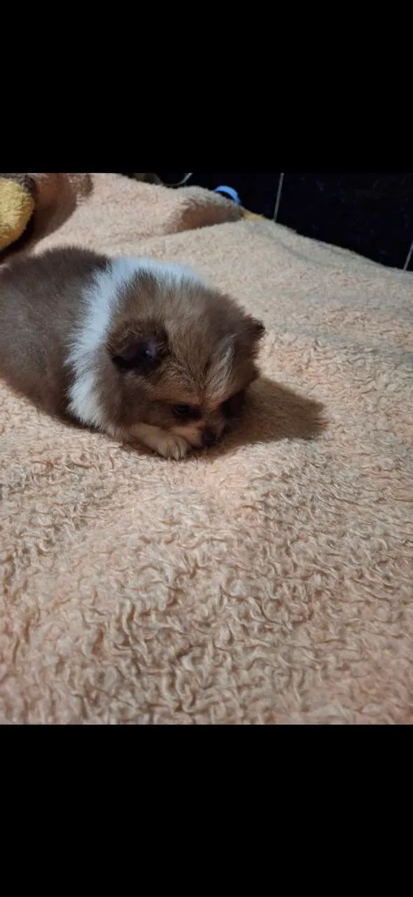 Filhote de Spitz Alemão macho e fêmea 