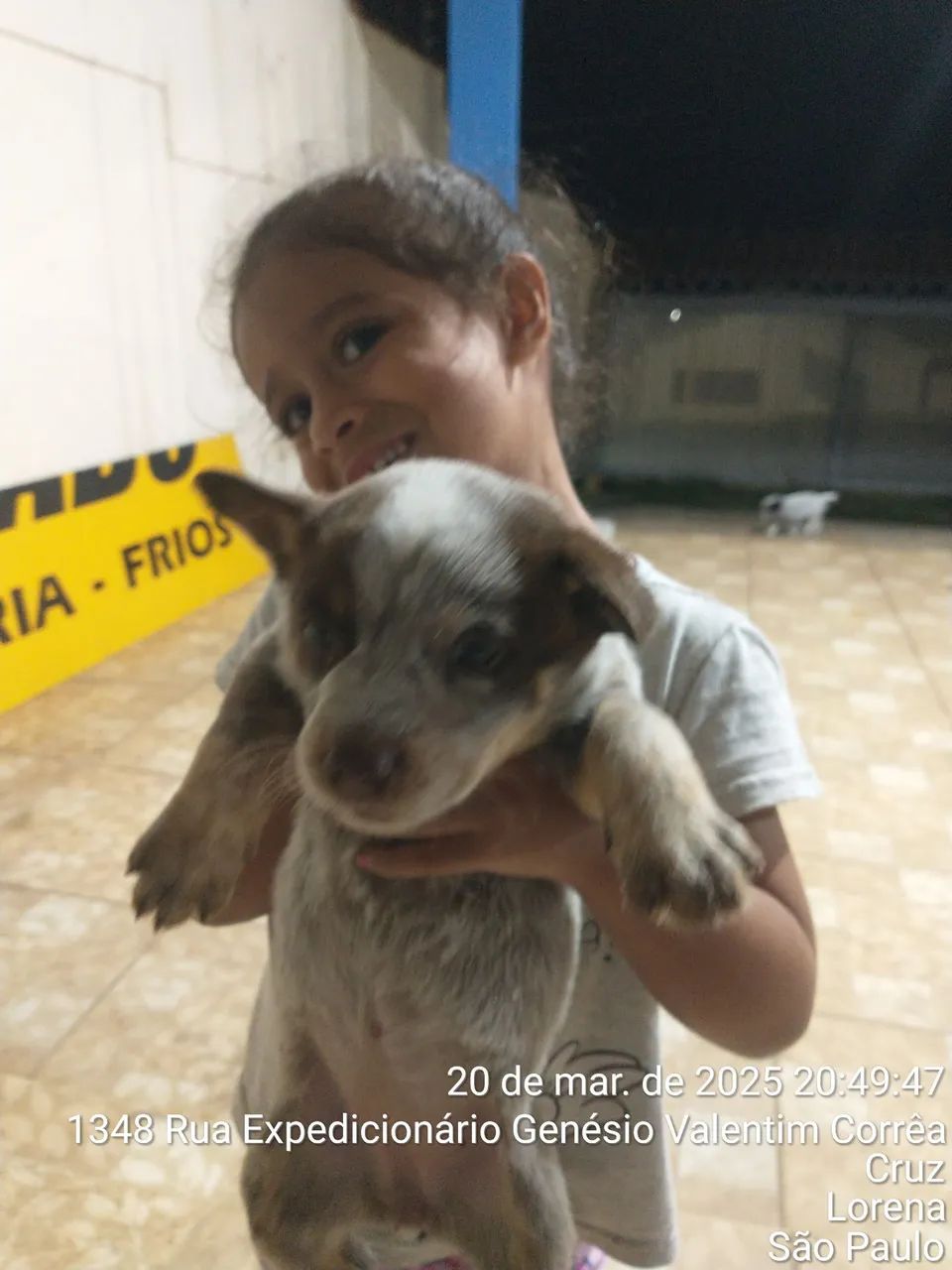 Filhote de BLUE HELLER/ AUSTRALIAN CASTLE DOG/ BOIADEIRO AUTRALIANO - Foto 2