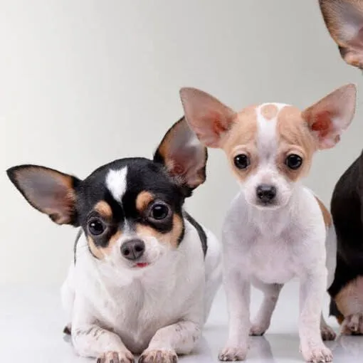 Chihuahua macho pedigree