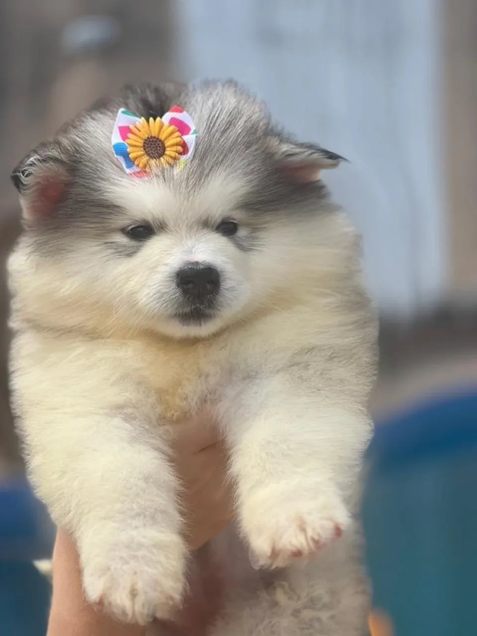 Filhote de Malamute do Alasca