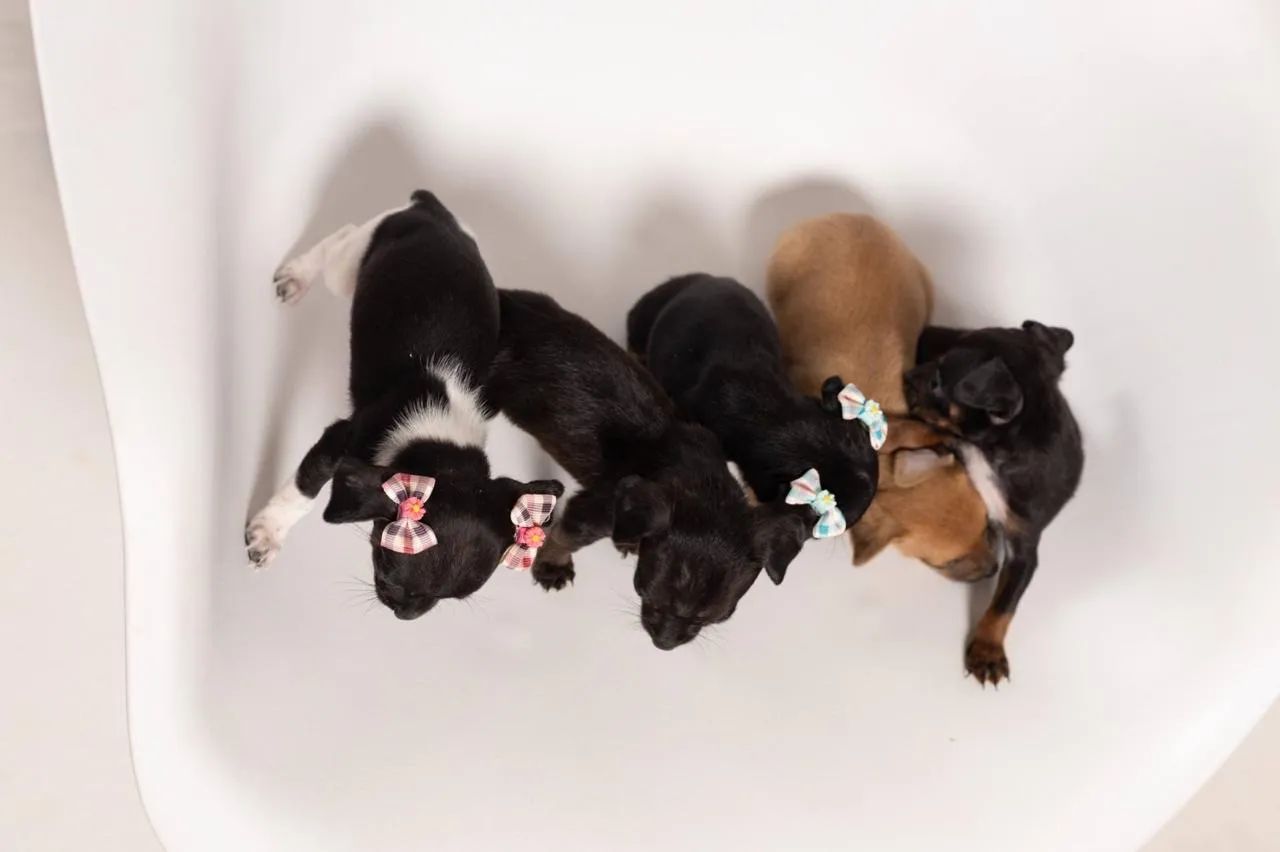 Lindíssima Filhote de Pinscher!!!