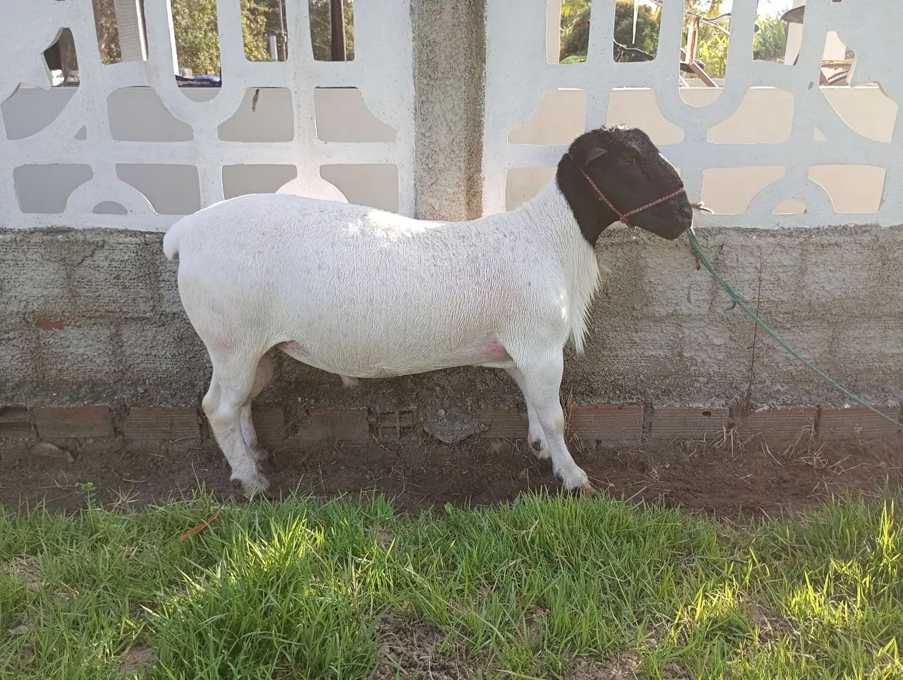 3 Ovelhas Dorper PO Prenhas - Foto 4