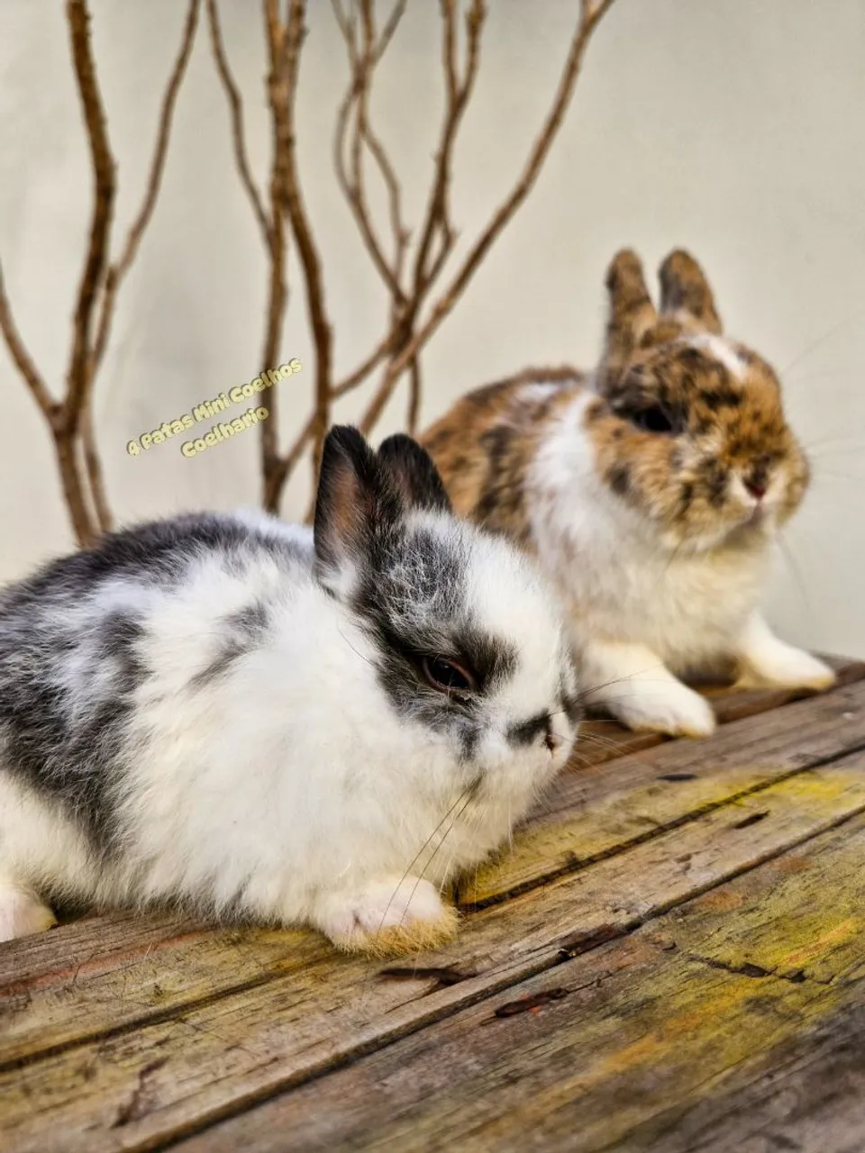 Coelhos Mini anão netherland dwarf broken black filho de arlequim