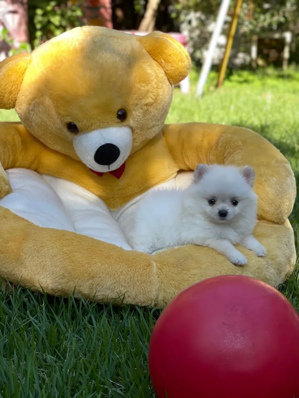 Lulu da Pomerania minúsculo  - Foto 2