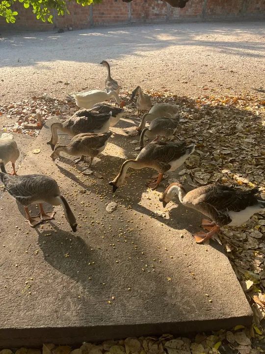 Gansos Lindos para Venda (pardo, branco e buff) - Foto 2