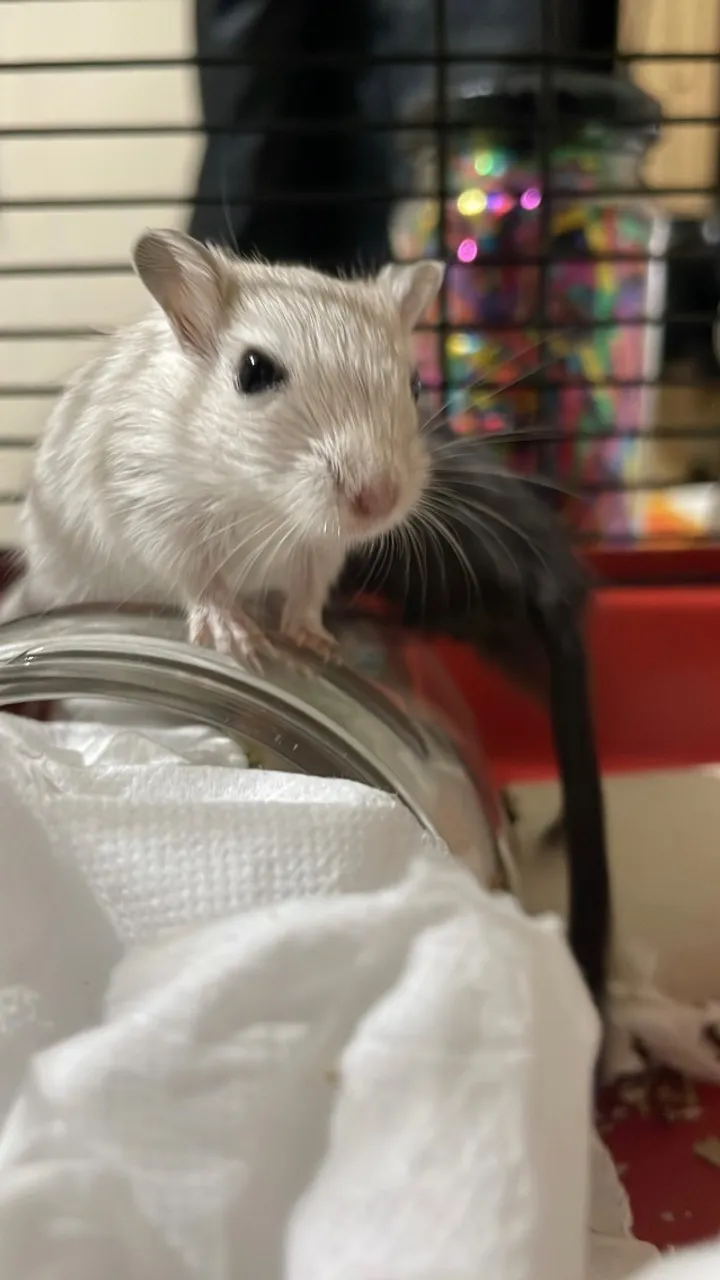 Doação Gerbil
