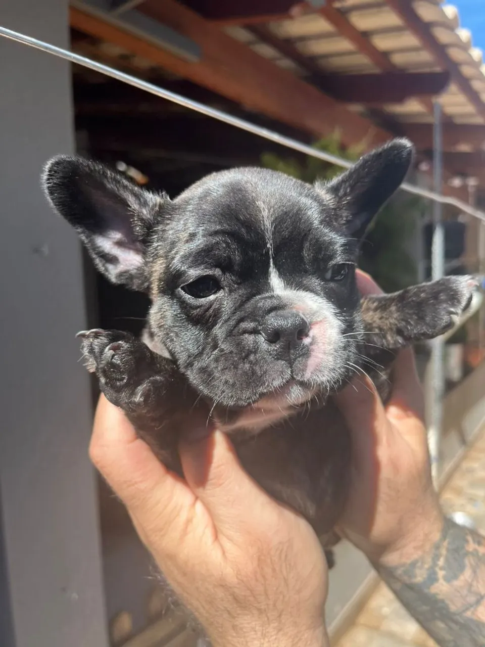 Filhote de Bulldog Francês - fêmea