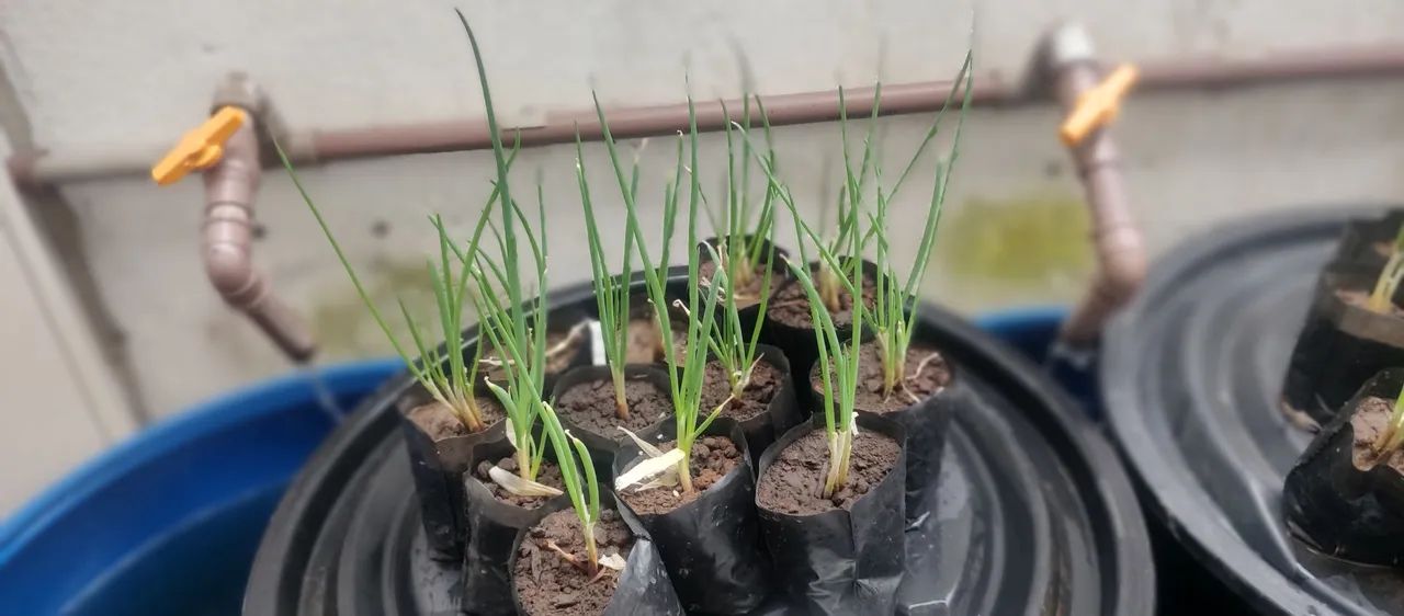 3 Mudas de Cebolinha por R$ 10 - Foto 4