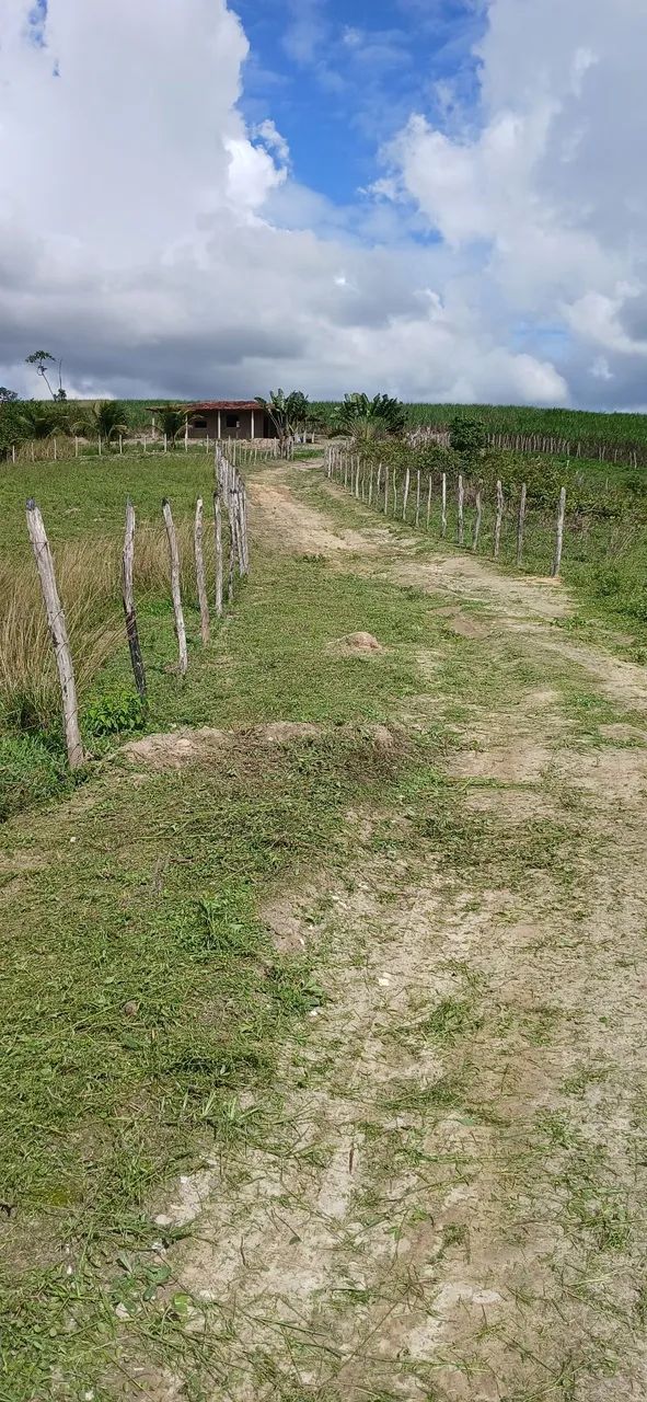 Jardinagem em geral  - Foto 4