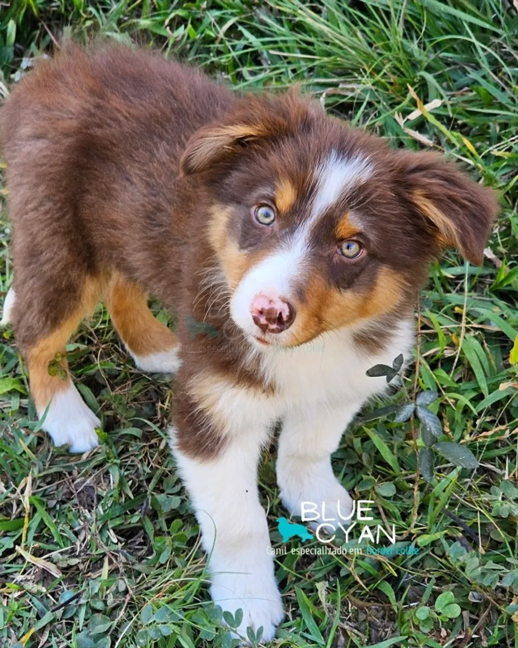Border Collie Tricolor Macho com Pedigree