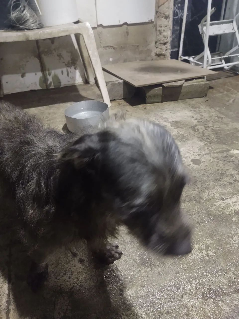 Doas esse cachorro macho ele é docio  - Foto 5