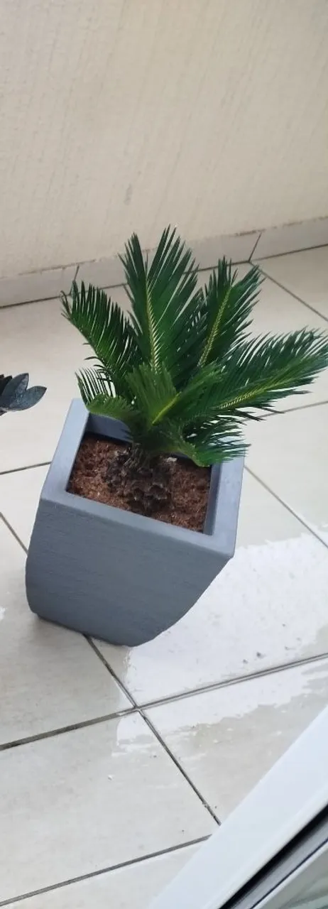 Cicas Saudável em Vaso