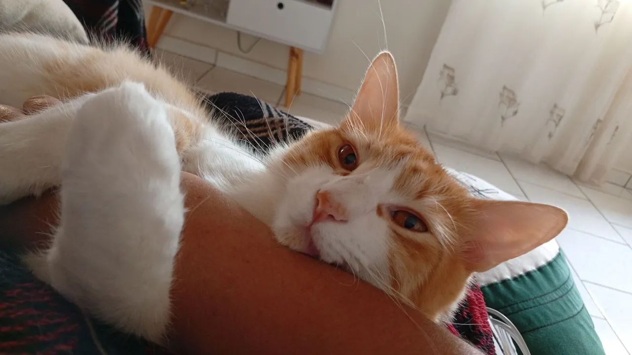 Gato Lindo para Adoção - Foto 3