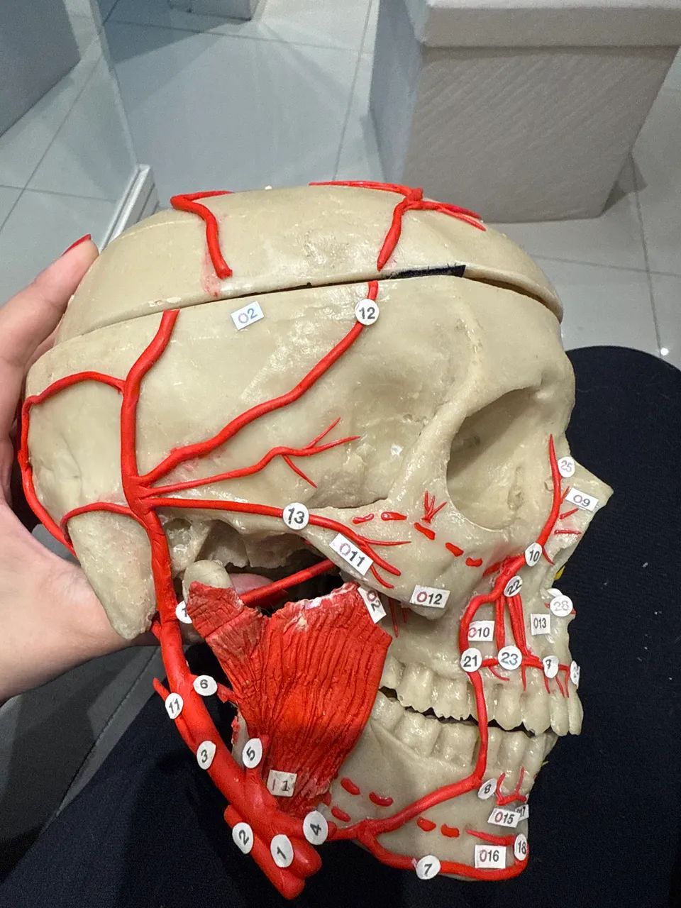 Crânio artificial de estudo, está com marcação de nervos e músculos. - Foto 2