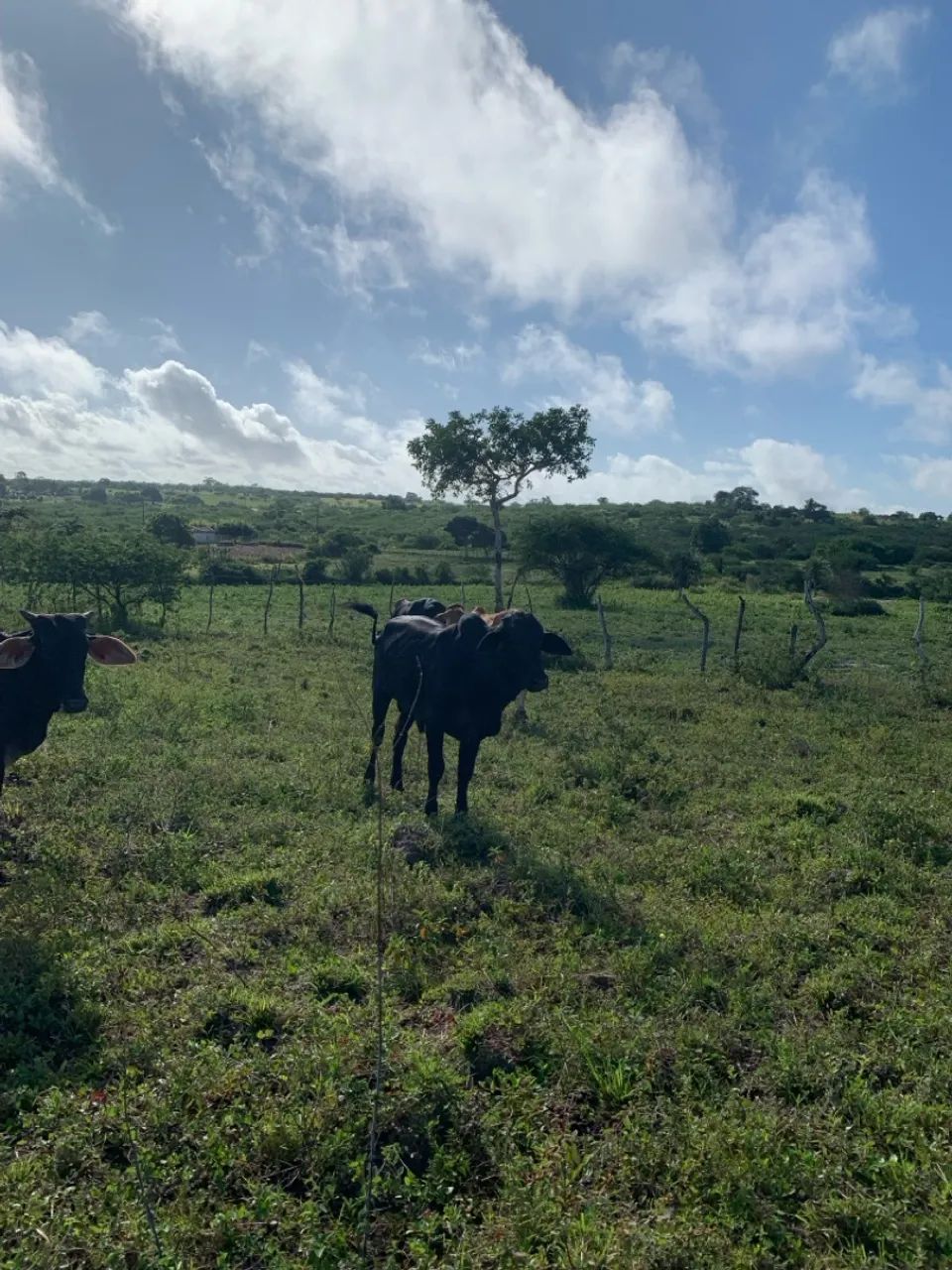 Vendo 8 bezerros para engorda - Foto 3