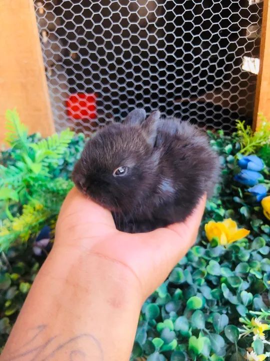Filhote de coelho anão da raça netherland dwarf black - macho linhagem importada  - Foto 5