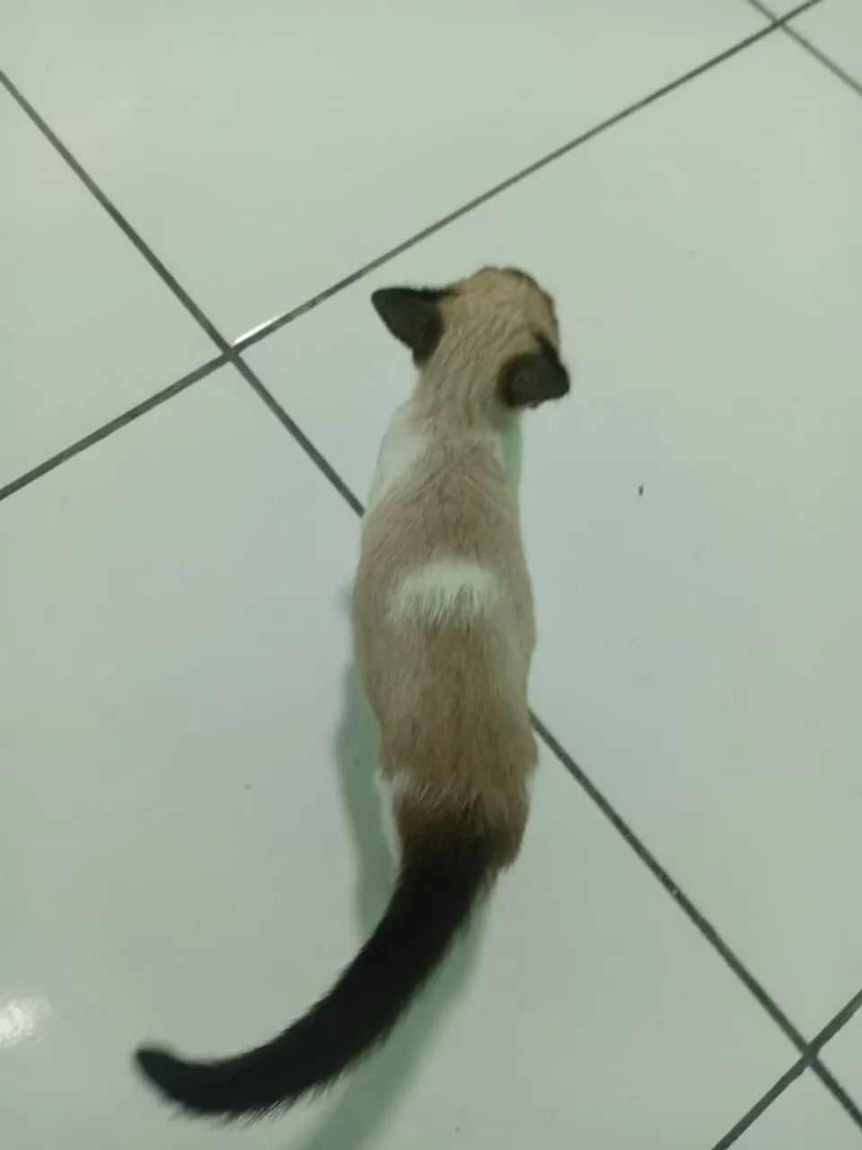 DOAÇÃO FILHOTE MACHO GATINHO GATO - Foto 3