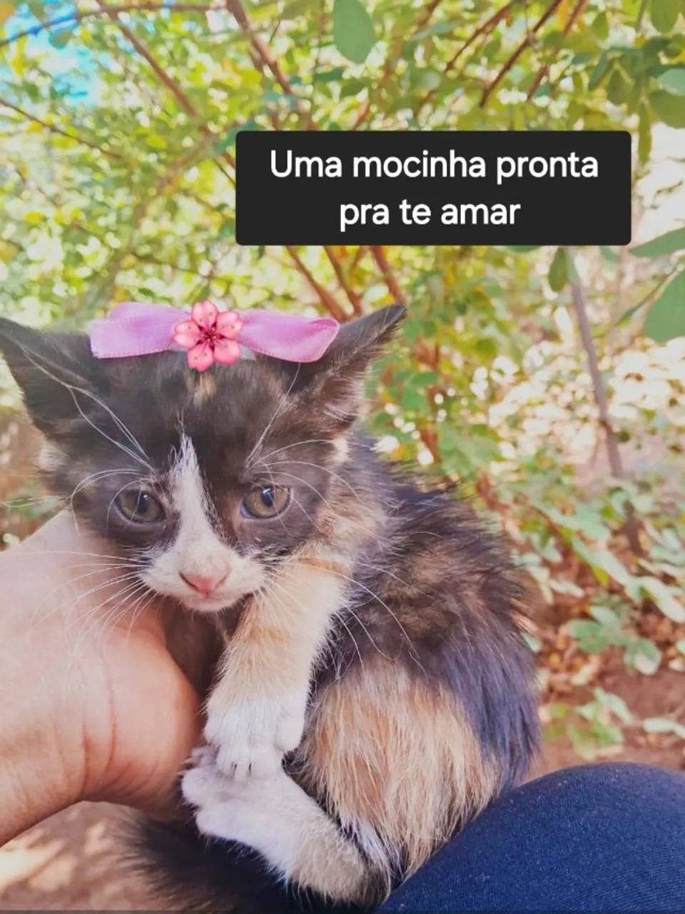 Gatinhos para Adoção Responsável 