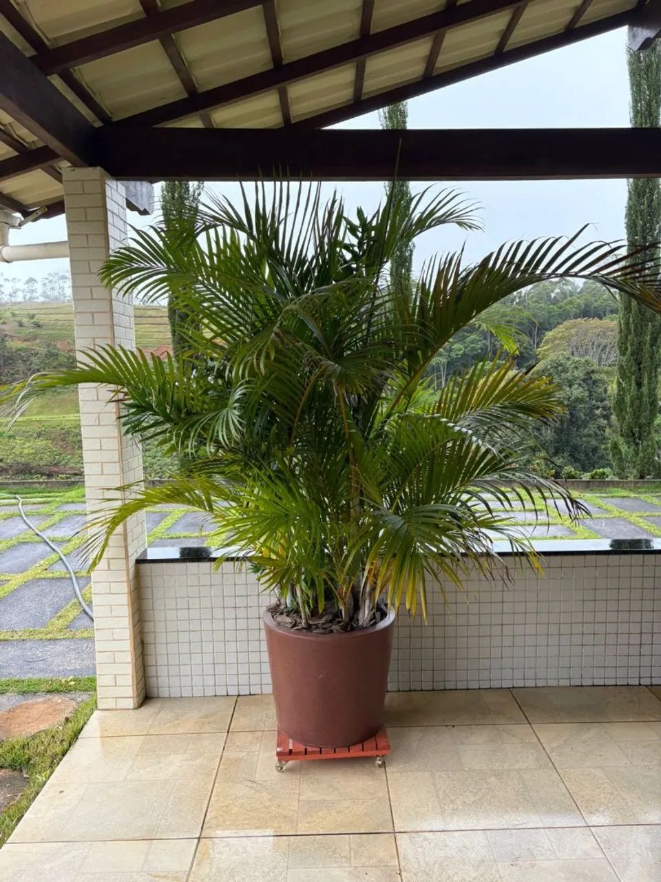 Vendo plantas coqueiro e dracena em grande porte. - Foto 2