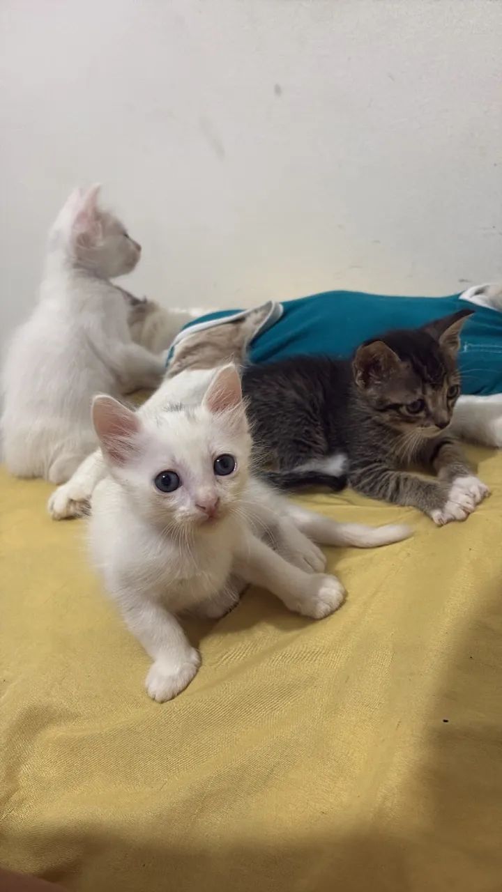 Gato doação  - Foto 5