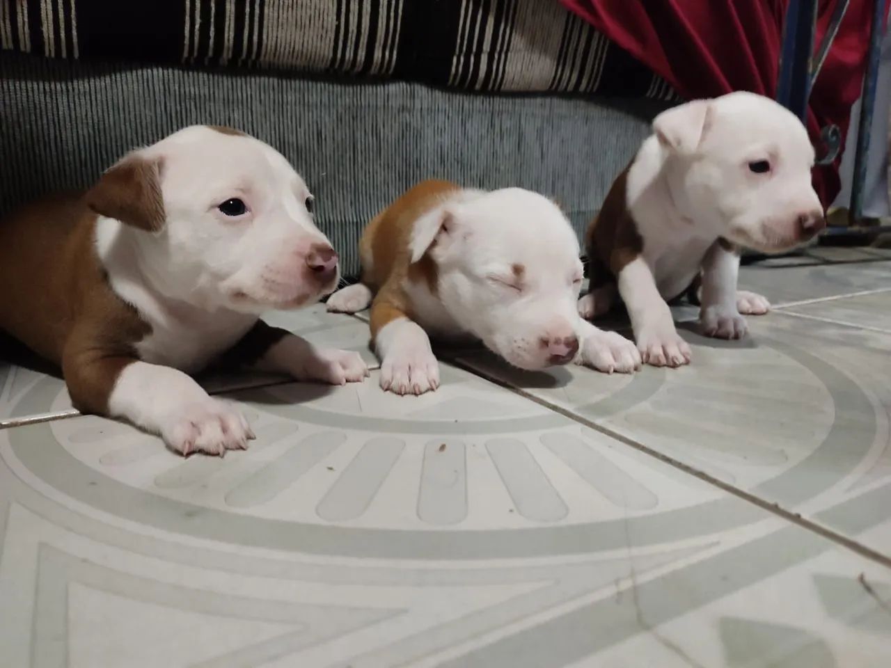 Pitbull - Foto 2