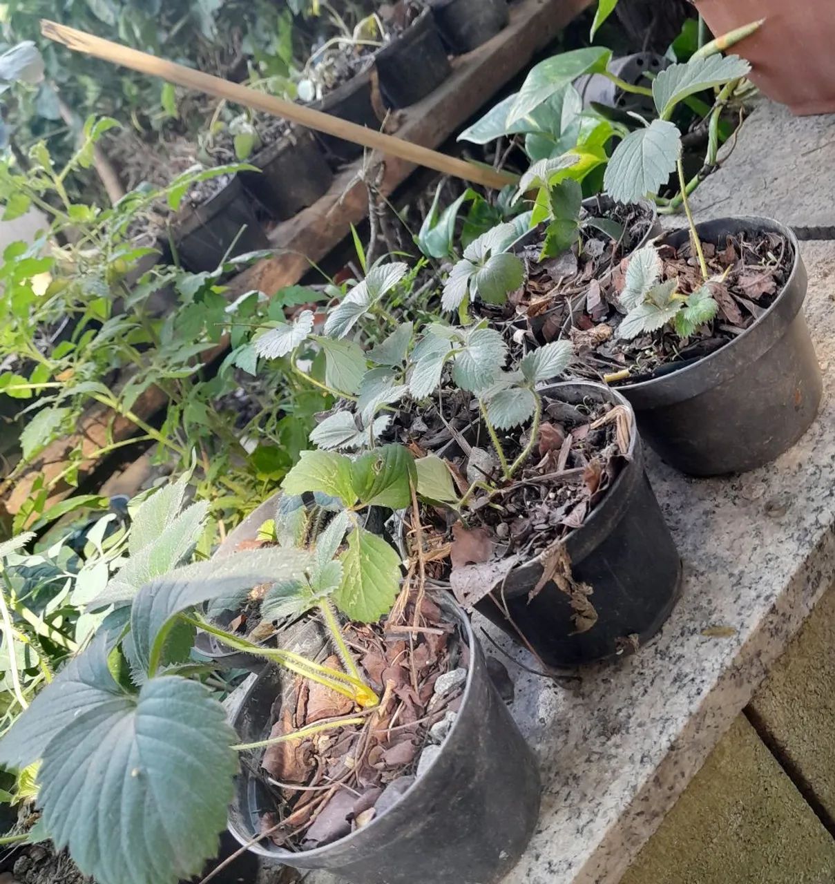 Mudas de morango - Foto 3