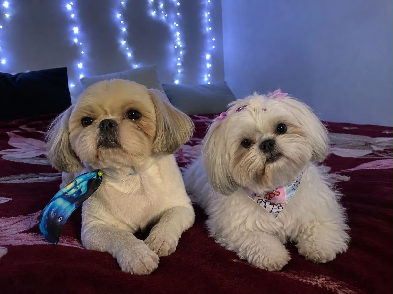 Filhotes de Shihtzu - Foto 2