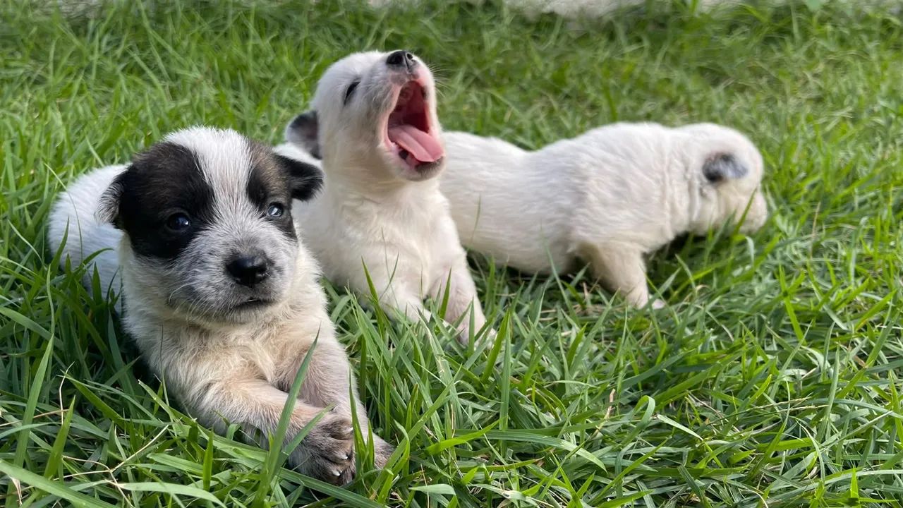 Venda de cachorro  - Foto 3